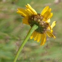 Corn Marigold
